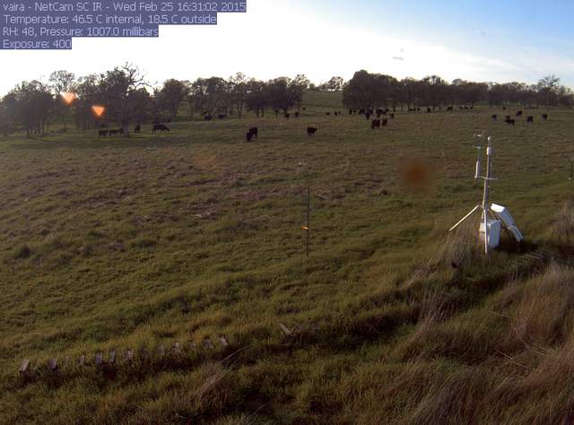 Cows