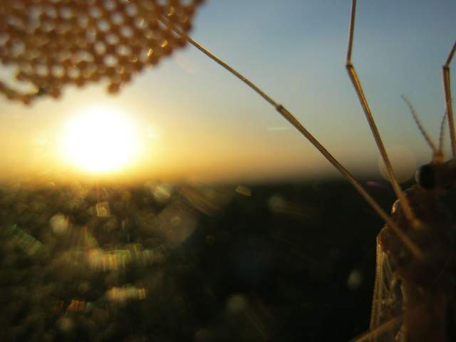 Bug and eggs