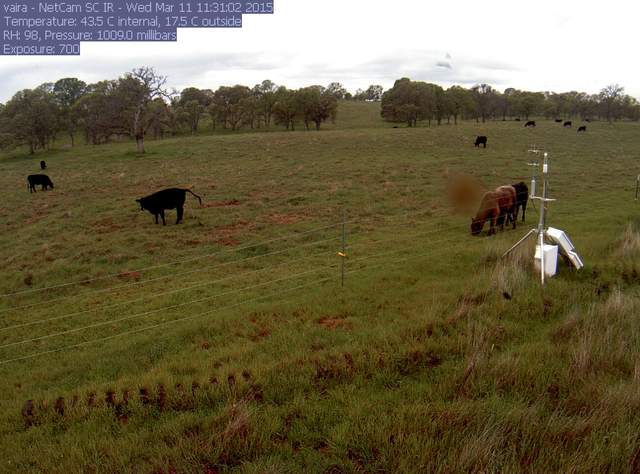 Cows