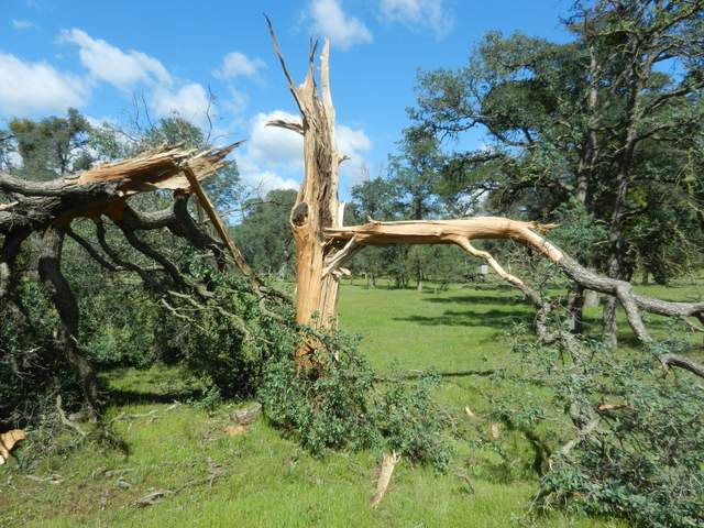 Oak tree that was hit by lightning