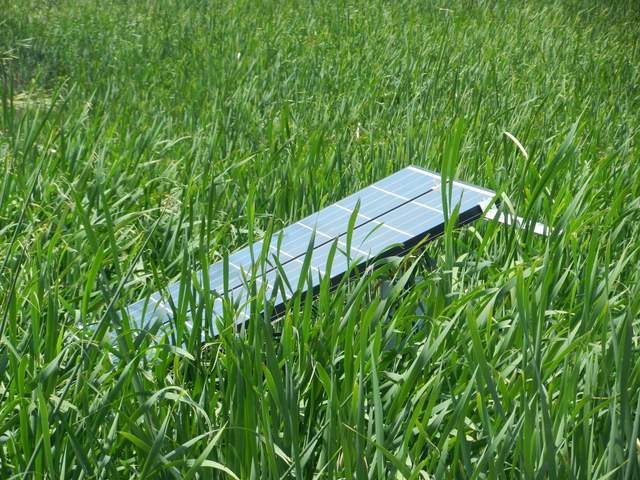 2+ meter cattails are starting to shade the solar panels