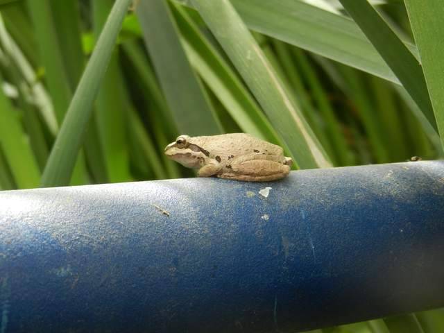 Tree frog