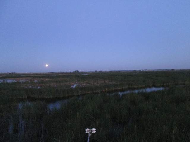 Moon before dawn