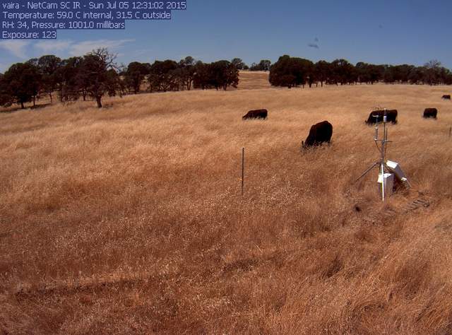 Cows