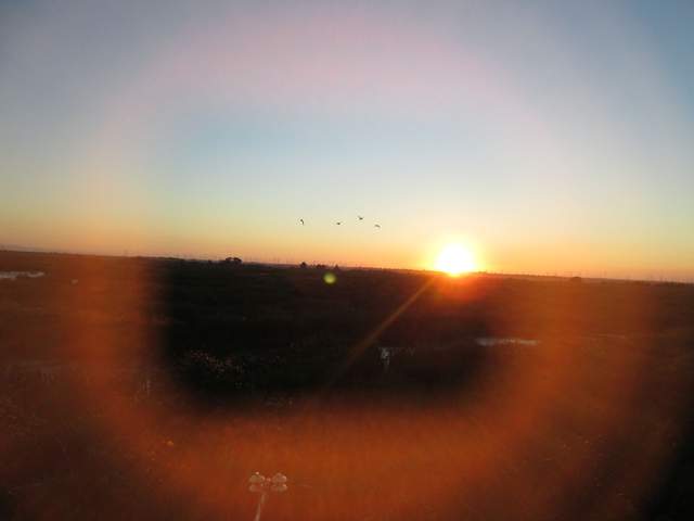 Birds at sunste