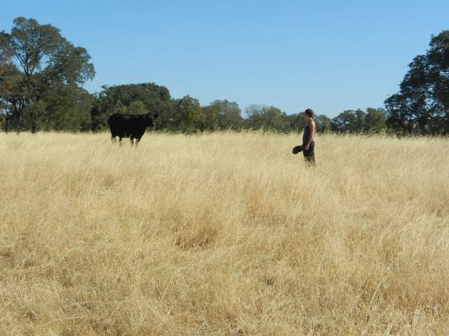 Ana greets cow