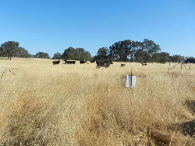 Cows wondering if we will feed them