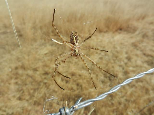Underside of a spider with narrow brown/yellow body and brisltes on legs