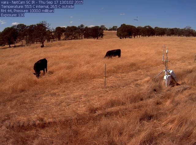 Cows