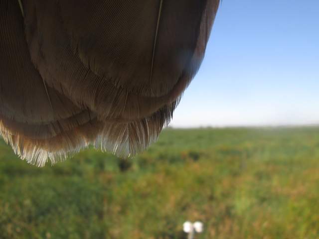 Hawk on camera