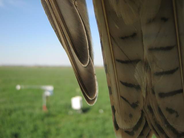 Hawk on camera