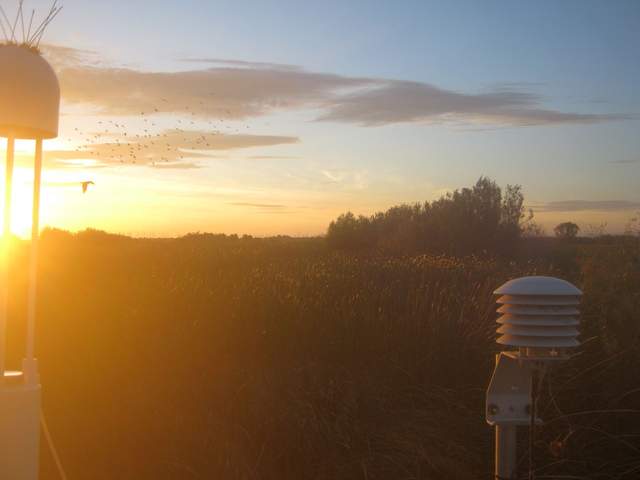 birds at sunset