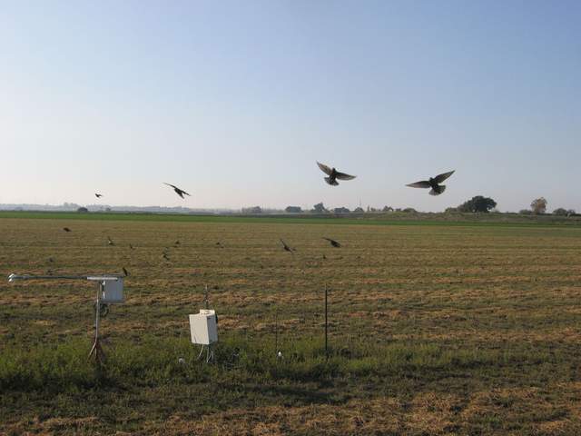 Birds