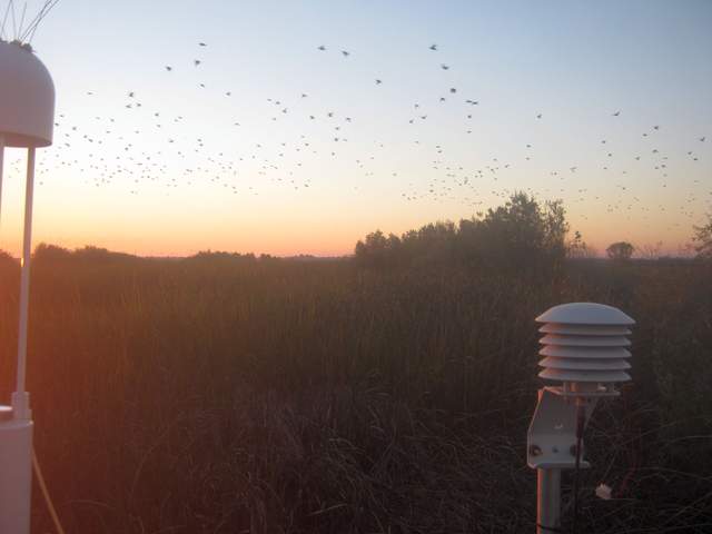 Birds at sunset