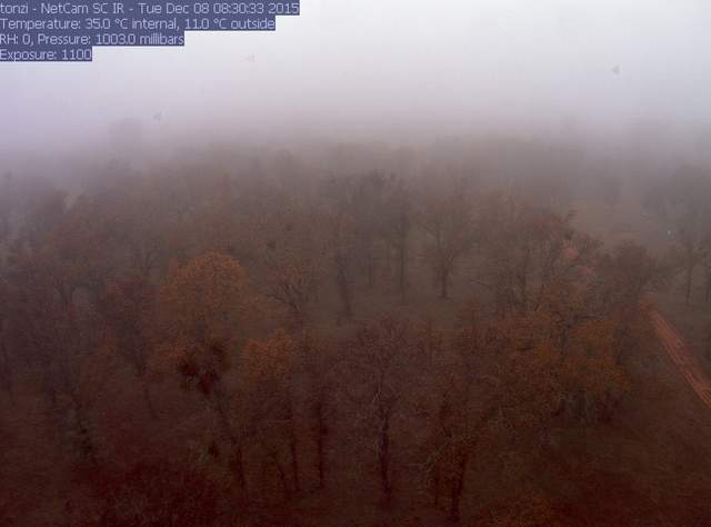 Fog