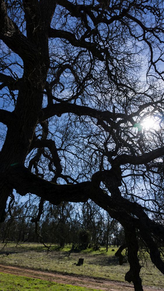 Bare branches of big oak tree and blue sky
