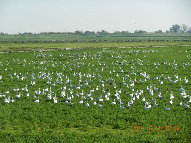 Snow geese on alfalfa field