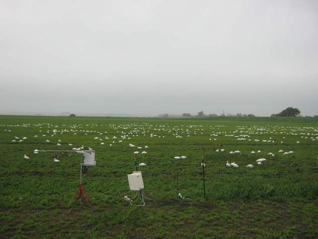 Geese on the field