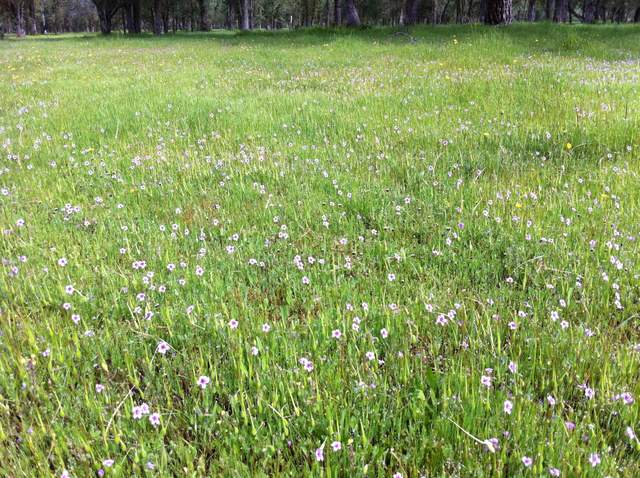Small purple flowers covering the ground