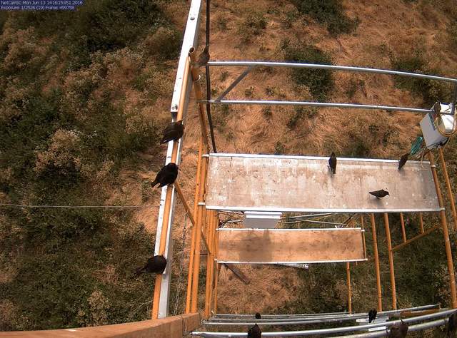 Birds on scaffolding