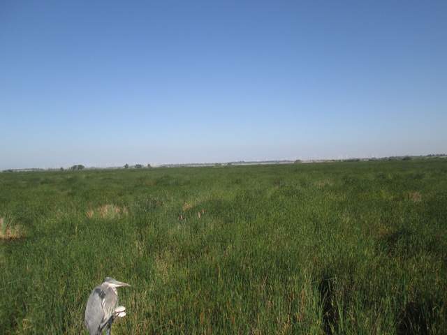 Great Blue Heron on rad boom