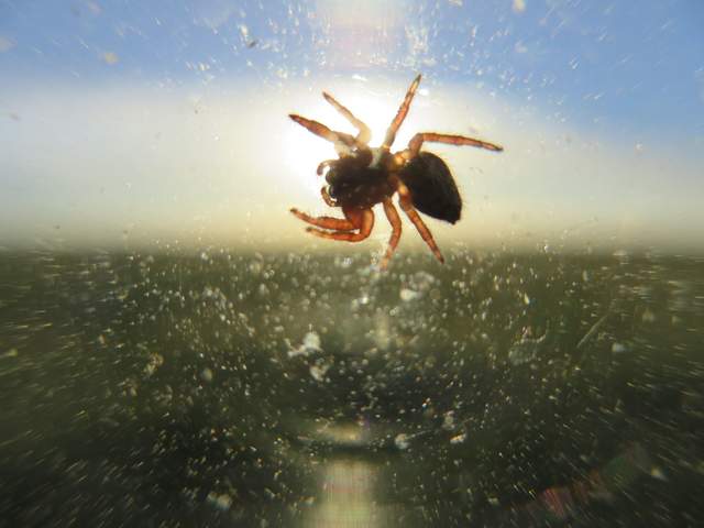 spider photobomb