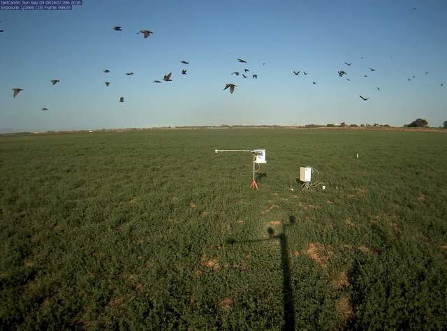 blackbirds in flight