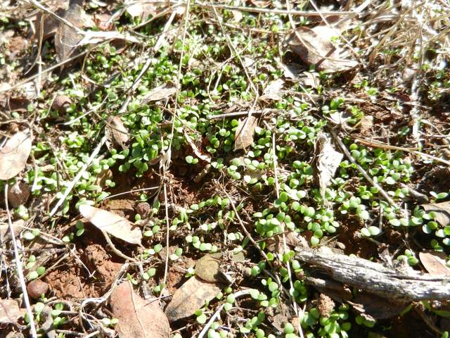 Green herb sprouts starting to come up through the brown litter. There was about 90mm of rain last Friday through Sunday, but the ground surface looks dry and there was no puddles I could see.