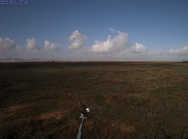 Hawk of radiometer boom