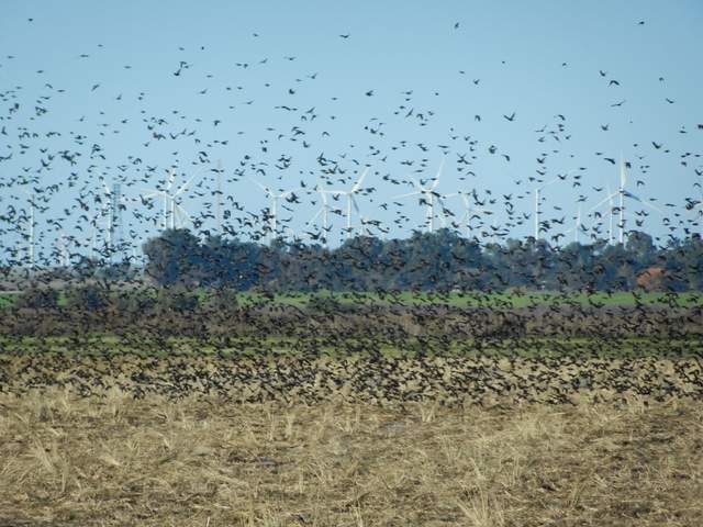 Huge flock of black birds or starlings