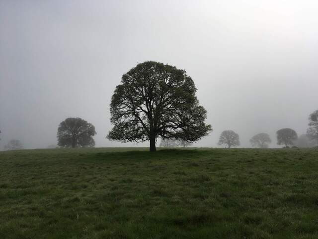 Biomet Lab iconic tree in fog