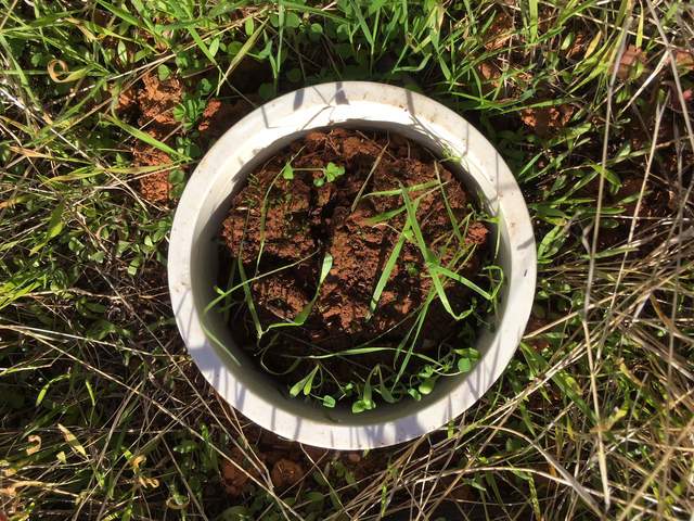 Grass growing inside FD Chamber collar