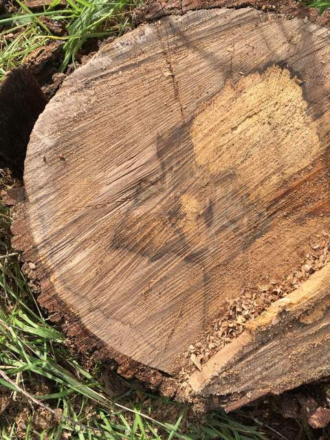 Trunk cross-section from a  dead tree Rob cut down near the tower guy wire on the southwest corner