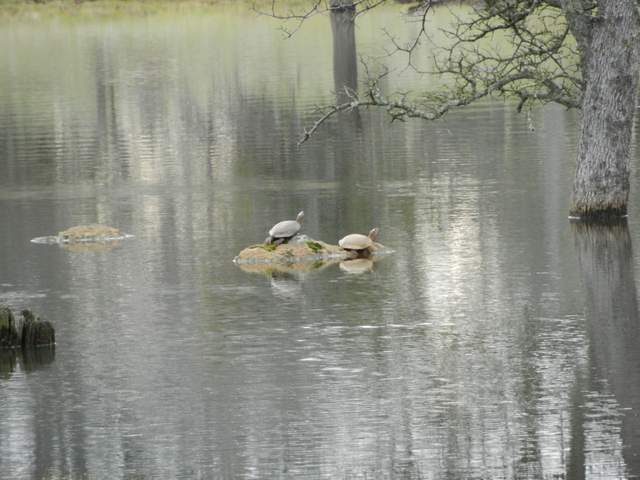 Two turtles hanging out on a rock