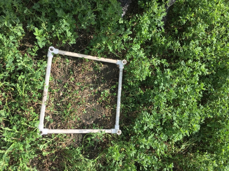 After photo of one clip plot sample at Bouldin Alfalfa.