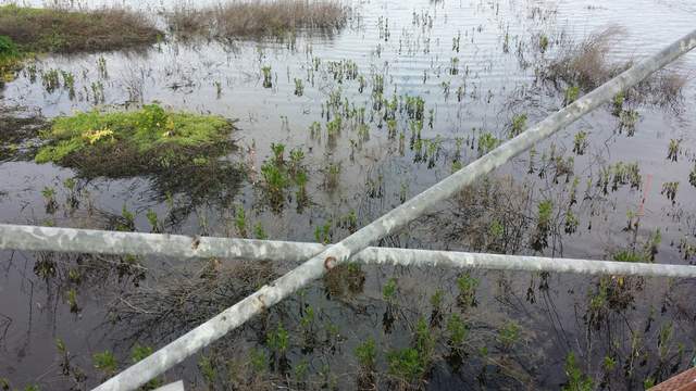 Emerging vegetation at Sherman Wetland.