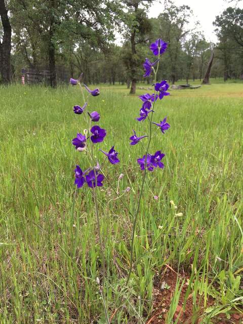 Larkspur - purple flower