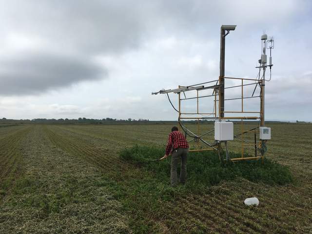 Recently mowed alfalfa, and Sam is trimming the plants by the tower.