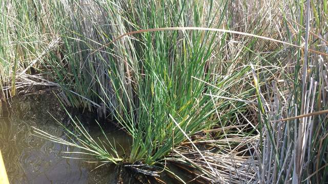 Cattails heavily damaged by caterpillars.