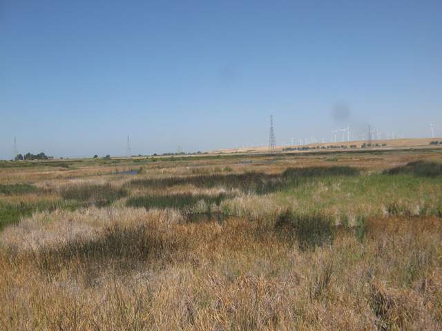 Cattails brown from caterpillars