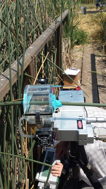 Kyle using the LI-6400 with a transparent leaf chamber