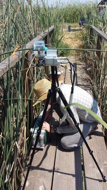 Kyle using the LI-6400 with a transparent leaf chamber