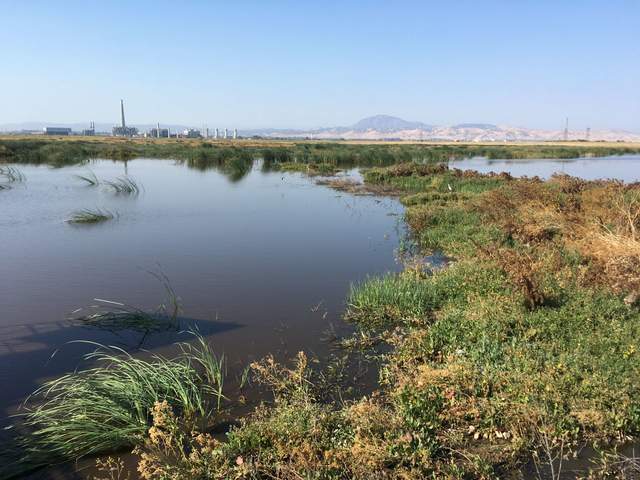 Some wetland vegetation starting to come up in the restored wetland on Sherman Island, almost one year after flooding began