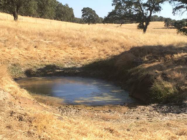 Not much water left in the watering hole