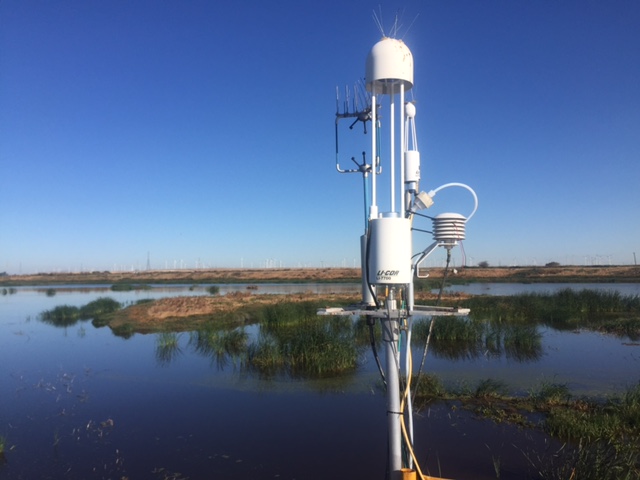 Vegetation coming in at Sherman Wetland
