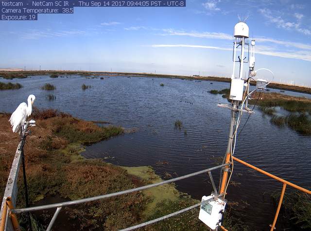 Egret on radiometer boom