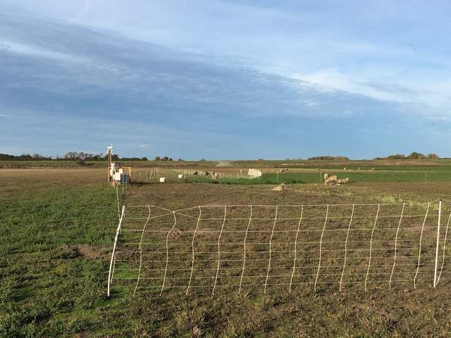 Sheep paddock set up right next to our tower.