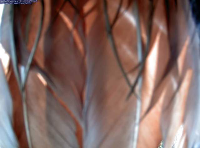Hawk tail