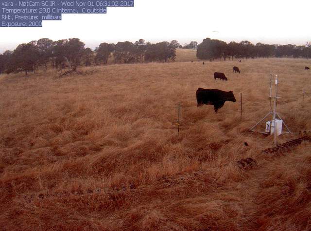 Cows