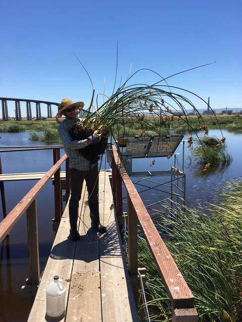 Kyle relocating some tules closer to the tower for future isotope chamber work.